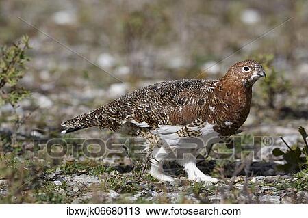 Rock Ptarmigan (Lagopus muta) in the tundra, Denali National Park, Alaska, USA, North America View Large Photo Image Stock Image - Rock Ptarmigan (Lagopus muta) in the tundra, Denali National Park, Alaska, USA, North America. Fotosearch