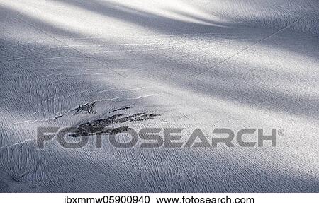 Rocks looking out from the snow cover of the glacier, Glacier du Tour, High Alpine landscape, Chamonix, Haute-Savoie, France, Europe View Large Photo Image Stock Image - Rocks looking out from the snow cover of the glacier, Glacier du Tour, High Alpine landscape, Chamonix, Haute-Savoie, France, Europe. Fotosearch