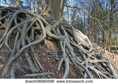 Roots of a Common beech (Fagus sylvatica), Emsland, Lower Saxony, Germany, Europe View Large Photo Image Stock Photo - Roots of a Common beech (Fagus sylvatica), Emsland, Lower Saxony, Germany, Europe. Fotosearch