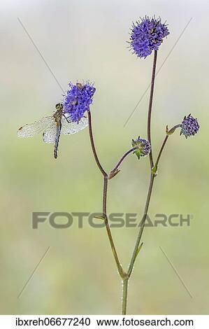 Ruddy Darter (Sympetrum sanguineum), female, on forest widow's-flower (Knautia dipsacifolia), Tyrol, Austria, Europe View Large Photo Image Stock Image - Ruddy Darter (Sympetrum sanguineum), female, on forest widow's-flower (Knautia dipsacifolia), Tyrol, Austria, Europe. Fotosearch