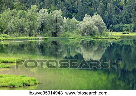 Salix alba (Salix alba), Weitsee, Chiemgau, Bavaria, Germany, Europe View Large Photo Image Stock Image - Salix alba (Salix alba), Weitsee, Chiemgau, Bavaria, Germany, Europe. Fotosearch