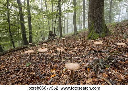 Shaggy parasol (Macrolepiota rhacodes), in an autumn mixed forest, Burgenland, Austria, Europe View Large Photo Image Stock Image - Shaggy parasol (Macrolepiota rhacodes), in an autumn mixed forest, Burgenland, Austria, Europe. Fotosearch