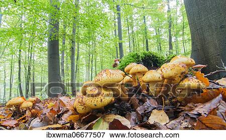 Stock Photo - Shaggy scalycap (Pholiota squarrosa) on moss, Hesse, Germany, Europe. Fotosearch
