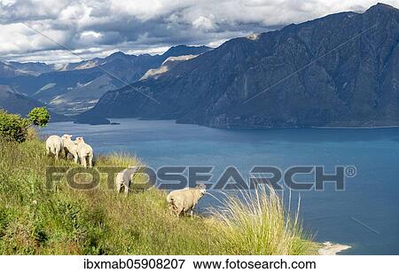 Sheep in a meadow in front of Lake Hawea and mountain panorama, Isthmus Peak Track, Otago, South Island, New Zealand, Oceania View Large Photo Image Stock Photo - Sheep in a meadow in front of Lake Hawea and mountain panorama, Isthmus Peak Track, Otago, South Island, New Zealand, Oceania. Fotosearch