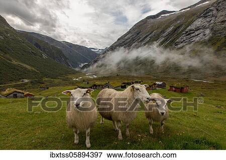 Sheep on mountain meadow, Stryn, Norway, Europe View Large Photo Image Stock Photo - Sheep on mountain meadow, Stryn, Norway, Europe. Fotosearch