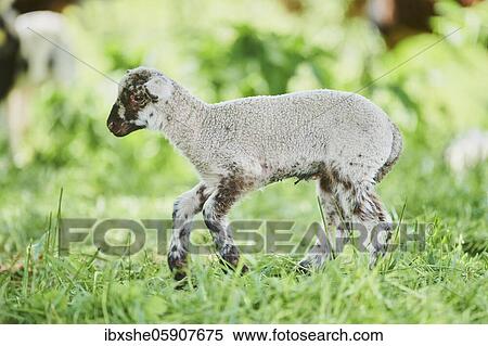 Sheep (Ovis aries) lamb on a field, Bavaria, Germany, Europe View Large Photo Image Stock Photography - Sheep (Ovis aries) lamb on a field, Bavaria, Germany, Europe. Fotosearch