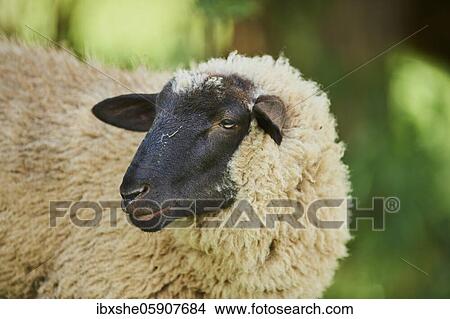 Sheep (Ovis aries) on a field, Bavaria, Germany, Europe View Large Photo Image Picture - Sheep (Ovis aries) on a field, Bavaria, Germany, Europe. Fotosearch