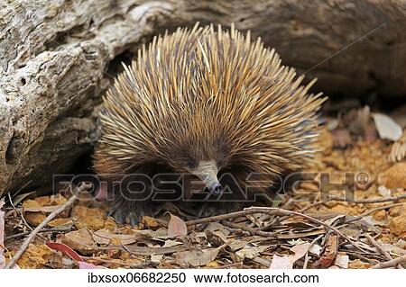 Short-beaked echidna (Tachyglossus aculeatus), adult, Kangaroo Island Wildlife Park, Parndana, Kangaroo Island, South Australia, Australia, Oceania View Large Photo Image Stock Image - Short-beaked echidna (Tachyglossus aculeatus), adult, Kangaroo Island Wildlife Park, Parndana, Kangaroo Island, South Australia, Australia, Oceania. Fotosearch