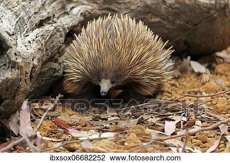 Short-beaked echidna (Tachyglossus aculeatus), adult, Kangaroo Island Wildlife Park, Parndana, Kangaroo Island, South Australia, Australia, Oceania View Large Photo Image Stock Image - Short-beaked echidna (Tachyglossus aculeatus), adult, Kangaroo Island Wildlife Park, Parndana, Kangaroo Island, South Australia, Australia, Oceania. Fotosearch