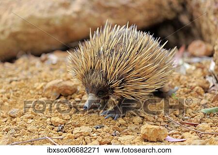 Stock Image - Short-beaked echidna, Tachyglossus aculeatus), adult, foraging, Kangaroo Island Wildlife Park, Parndana, Kangaroo Island, South Australia, Australia, Oceania. Fotosearch