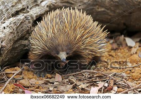 Short-beaked echidna (Tachyglossus aculeatus), adult, Kangaroo Island Wildlife Park, Parndana, Kangaroo Island, South Australia, Australia, Oceania View Large Photo Image Stock Photo - Short-beaked echidna (Tachyglossus aculeatus), adult, Kangaroo Island Wildlife Park, Parndana, Kangaroo Island, South Australia, Australia, Oceania. Fotosearch
