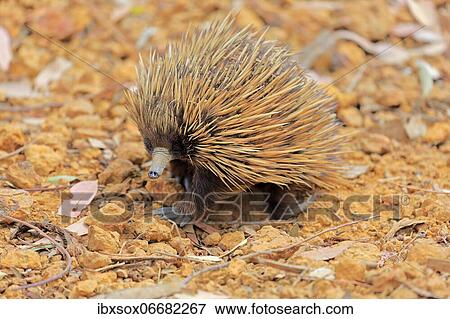 Short-beaked echidna (Tachyglossus aculeatus), adult, Kangaroo Island Wildlife Park, Parndana, Kangaroo Island, South Australia, Australia, Oceania View Large Photo Image Stock Photo - Short-beaked echidna (Tachyglossus aculeatus), adult, Kangaroo Island Wildlife Park, Parndana, Kangaroo Island, South Australia, Australia, Oceania. Fotosearch