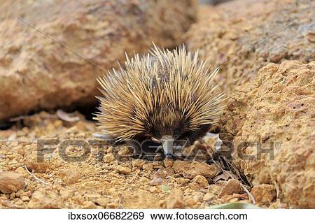 Short-beaked echidna, Tachyglossus aculeatus), adult, foraging, Kangaroo Island Wildlife Park, Parndana, Kangaroo Island, South Australia, Australia, Oceania View Large Photo Image Stock Photo - Short-beaked echidna, Tachyglossus aculeatus), adult, foraging, Kangaroo Island Wildlife Park, Parndana, Kangaroo Island, South Australia, Australia, Oceania. Fotosearch
