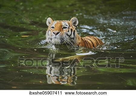 Siberian tiger (Panthera tigris tigris) swimming in a lake, captive, incidence in Russia and Northeast China View Large Photo Image Stock Image - Siberian tiger (Panthera tigris tigris) swimming in a lake, captive, incidence in Russia and Northeast China. Fotosearch