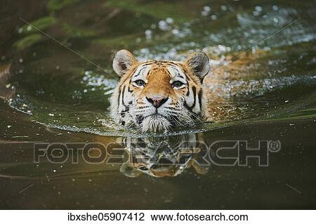 Siberian tiger (Panthera tigris tigris) swimming in a lake, captive, incidence in Russia and Northeast China View Large Photo Image Stock Image - Siberian tiger (Panthera tigris tigris) swimming in a lake, captive, incidence in Russia and Northeast China. Fotosearch