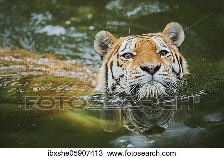 Siberian tiger (Panthera tigris tigris) swimming in a lake, captive, incidence in Russia and Northeast China View Large Photo Image Stock Image - Siberian tiger (Panthera tigris tigris) swimming in a lake, captive, incidence in Russia and Northeast China. Fotosearch