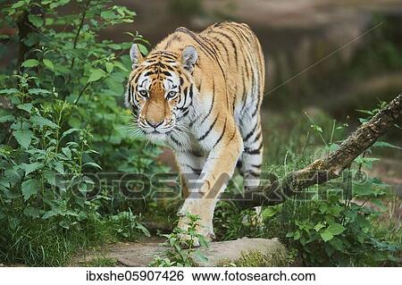 Siberian tiger (Panthera tigris tigris) in a forest, captive, incidence in Russia and Northeast China View Large Photo Image Stock Photograph - Siberian tiger (Panthera tigris tigris) in a forest, captive, incidence in Russia and Northeast China. Fotosearch