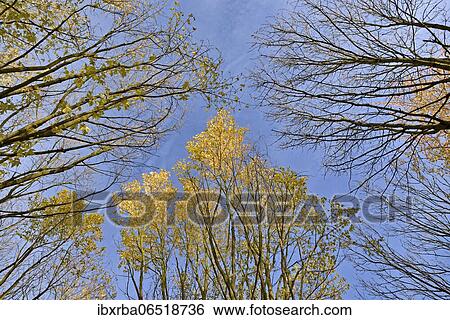 Silver Maple (Acer saccharinum), View into the treetops with autumn leaves, North Rhine-Westphalia, Germany, Europe View Large Photo Image Stock Photograph - Silver Maple (Acer saccharinum), View into the treetops with autumn leaves, North Rhine-Westphalia, Germany, Europe. Fotosearch