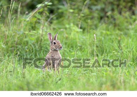 Sitting wild rabbit (Oryctolagus cuniculus) observed attentively, Lower Rhine, North Rhine-Westphalia, Germany, Europe View Large Photo Image Stock Photograph - Sitting wild rabbit (Oryctolagus cuniculus) observed attentively, Lower Rhine, North Rhine-Westphalia, Germany, Europe. Fotosearch