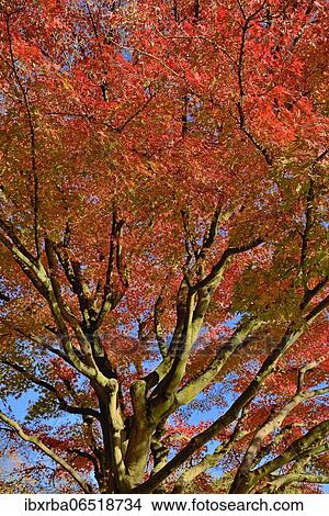 Smooth Japanese maple (Acer palmatum), view into the treetop with red autumn leaves, blue sky, North Rhine-Westphalia, Germany, Europe View Large Photo Image Picture - Smooth Japanese maple (Acer palmatum), view into the treetop with red autumn leaves, blue sky, North Rhine-Westphalia, Germany, Europe. Fotosearch
