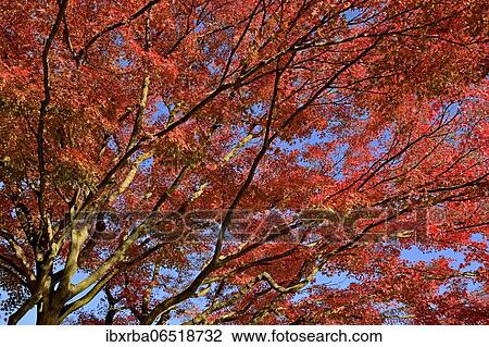 Smooth Japanese maple (Acer palmatum), view into the treetop with red autumn leaves, blue sky, North Rhine-Westphalia, Germany, Europe View Large Photo Image Stock Image - Smooth Japanese maple (Acer palmatum), view into the treetop with red autumn leaves, blue sky, North Rhine-Westphalia, Germany, Europe. Fotosearch