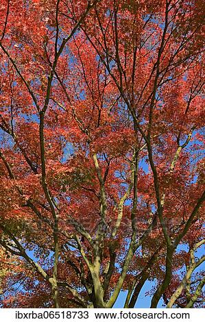 Smooth Japanese maple (Acer palmatum), view into the treetop with red autumn leaves, blue sky, North Rhine-Westphalia, Germany, Europe View Large Photo Image Stock Image - Smooth Japanese maple (Acer palmatum), view into the treetop with red autumn leaves, blue sky, North Rhine-Westphalia, Germany, Europe. Fotosearch