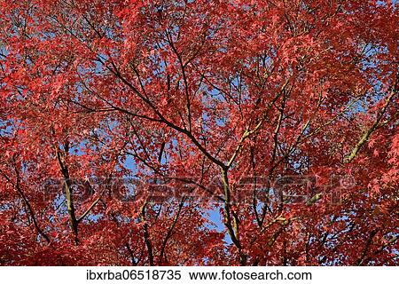 Smooth Japanese maple (Acer palmatum), tree crown with red autumn leaves, blue sky, North Rhine-Westphalia, Germany, Europe View Large Photo Image Stock Photography - Smooth Japanese maple (Acer palmatum), tree crown with red autumn leaves, blue sky, North Rhine-Westphalia, Germany, Europe. Fotosearch