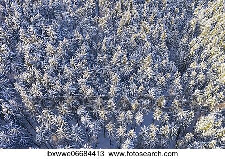 Snow-covered spruce forest (Picea) from above, drone image, Mondseeland, Salzkammergut, Upper Austria, Austria, Europe View Large Photo Image Stock Image - Snow-covered spruce forest (Picea) from above, drone image, Mondseeland, Salzkammergut, Upper Austria, Austria, Europe. Fotosearch