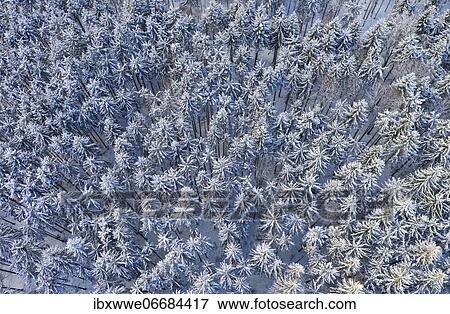 Snow-covered spruce forest (Picea) from above, drone image, Mondseeland, Salzkammergut, Upper Austria, Austria, Europe View Large Photo Image Stock Photo - Snow-covered spruce forest (Picea) from above, drone image, Mondseeland, Salzkammergut, Upper Austria, Austria, Europe. Fotosearch