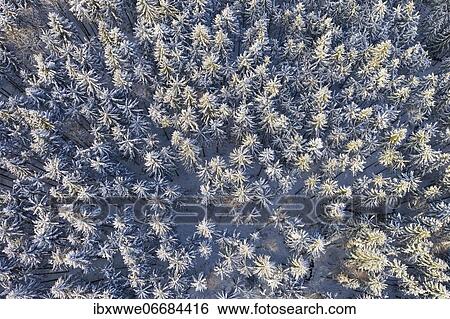 Snow-covered spruce forest (Picea) from above, drone image, Mondseeland, Salzkammergut, Upper Austria, Austria, Europe View Large Photo Image Stock Photograph - Snow-covered spruce forest (Picea) from above, drone image, Mondseeland, Salzkammergut, Upper Austria, Austria, Europe. Fotosearch