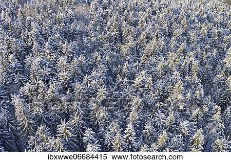 Stock Photography - Snow-covered spruce forest (Picea) from above, drone image, Mondseeland, Salzkammergut, Upper Austria, Austria, Europe. Fotosearch