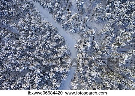Snow covered spruce forest (Picea) with forest road from above, drone image, Mondseeland, Salzkammergut, Upper Austria, Austria, Europe View Large Photo Image Stock Image - Snow covered spruce forest (Picea) with forest road from above, drone image, Mondseeland, Salzkammergut, Upper Austria, Austria, Europe. Fotosearch