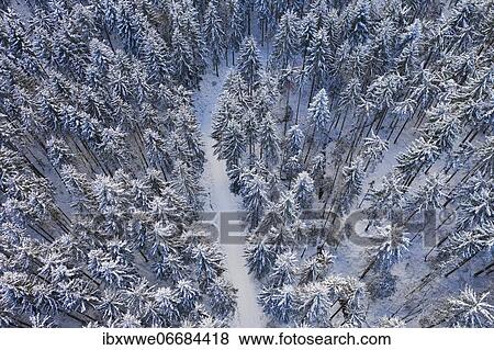 Snow covered spruce forest (Picea) with forest road from above, drone image, Mondseeland, Salzkammergut, Upper Austria, Austria, Europe View Large Photo Image Stock Photo - Snow covered spruce forest (Picea) with forest road from above, drone image, Mondseeland, Salzkammergut, Upper Austria, Austria, Europe. Fotosearch