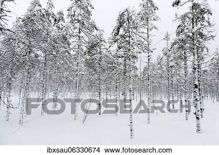 Picture - Snow-covered trees, loosely standing downy birch (Betula pubescens) in winter in the snow, Metsäkartano near Kuopio, Nordsava, Finland, Europe. Fotosearch
