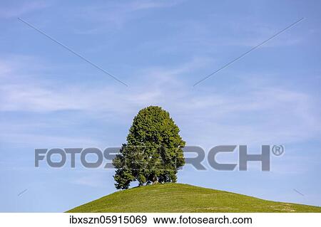 Stock Photo - Solitary tree on drumlin, glacial hill formed by the Reuss glacier during the last ice age, Ölegg, Menzingen, Canton Zug, Switzerland, Europe. Fotosearch