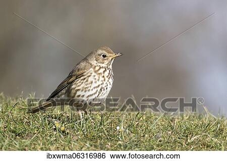 Song thrush (Turdus philomelos) in meadow, Hesse, Germany, Europe View Large Photo Image Stock Photograph - Song thrush (Turdus philomelos) in meadow, Hesse, Germany, Europe. Fotosearch