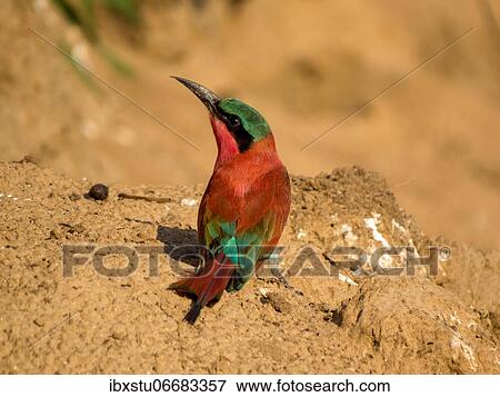 Southern carmine bee-eater (Merops nubicoides), Carmine pint sitting on the ground, Zambia, Africa View Large Photo Image Stock Photo - Southern carmine bee-eater (Merops nubicoides), Carmine pint sitting on the ground, Zambia, Africa. Fotosearch