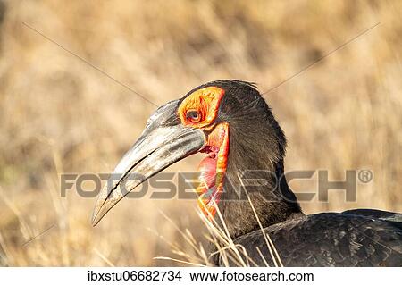 Southern ground hornbill (Bucorvus leadbeateri), portrait, Kruger National Park, South Africa, Africa View Large Photo Image Picture - Southern ground hornbill (Bucorvus leadbeateri), portrait, Kruger National Park, South Africa, Africa. Fotosearch