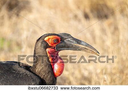 Southern ground hornbill (Bucorvus leadbeateri), portrait, Kruger National Park, South Africa, Africa View Large Photo Image Stock Image - Southern ground hornbill (Bucorvus leadbeateri), portrait, Kruger National Park, South Africa, Africa. Fotosearch