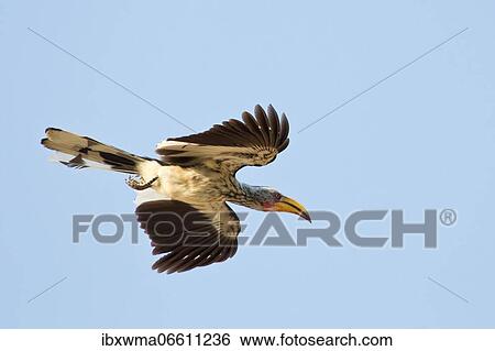 Southern Yellow-billed Hornbill (Tockus leucomelas), flying, Etosha National Park, Namibia, Africa View Large Photo Image Stock Photograph - Southern Yellow-billed Hornbill (Tockus leucomelas), flying, Etosha National Park, Namibia, Africa. Fotosearch