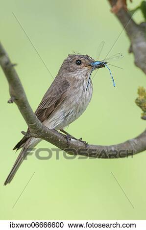 Stock Image - Spotted flycatcher (Muscicapa striata) with captured dragonflies, Flycatcher Oldenburger Münsterland, Goldenstedt, Lower Saxony, Detuschland. Fotosearch