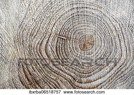 Spruce (Picea abies), cut surface on tree trunk, annual rings with hoar frost, North Rhine-Westphalia, Germany, Europe View Large Photo Image Stock Photo - Spruce (Picea abies), cut surface on tree trunk, annual rings with hoar frost, North Rhine-Westphalia, Germany, Europe. Fotosearch