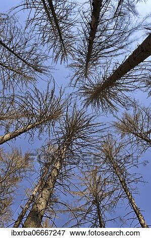Spruce (Picea abies), view into the treetops, dead trees due to bark beetle infestation and drought, blue sky, Arnsberger Wald nature park Park, North Rhine-Westphalia, Germany, Europe View Large Photo Image Stock Photo - Spruce (Picea abies), view into the treetops, dead trees due to bark beetle infestation and drought, blue sky, Arnsberger Wald nature park Park, North Rhine-Westphalia, Germany, Europe. Fotosearch