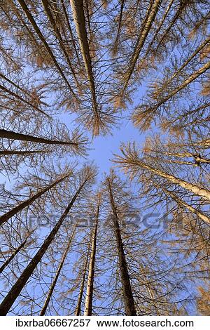 Spruce (Picea abies), view into the treetops, dead trees due to bark beetle infestation and drought, blue sky, Arnsberger Wald nature park Park, North Rhine-Westphalia, Germany, Europe View Large Photo Image Stock Photo - Spruce (Picea abies), view into the treetops, dead trees due to bark beetle infestation and drought, blue sky, Arnsberger Wald nature park Park, North Rhine-Westphalia, Germany, Europe. Fotosearch
