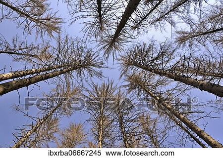 Spruce (Picea abies), view into the treetops, dead trees due to bark beetle infestation and drought, blue sky, Arnsberger Wald nature park Park, North Rhine-Westphalia, Germany, Europe View Large Photo Image Stock Photography - Spruce (Picea abies), view into the treetops, dead trees due to bark beetle infestation and drought, blue sky, Arnsberger Wald nature park Park, North Rhine-Westphalia, Germany, Europe. Fotosearch