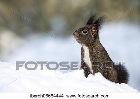 Squirrel (Sciurus vulgaris), on snow-covered ground, Terfens, Tyrol, Austria, Europe View Large Photo Image Picture - Squirrel (Sciurus vulgaris), on snow-covered ground, Terfens, Tyrol, Austria, Europe. Fotosearch
