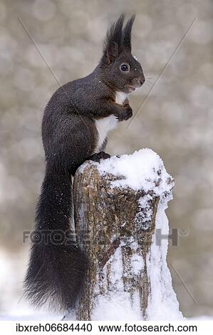 Squirrel (Sciurus vulgaris), sitting on a tree stump, Terfens, Tyrol, Austria, Europe View Large Photo Image Stock Image - Squirrel (Sciurus vulgaris), sitting on a tree stump, Terfens, Tyrol, Austria, Europe. Fotosearch
