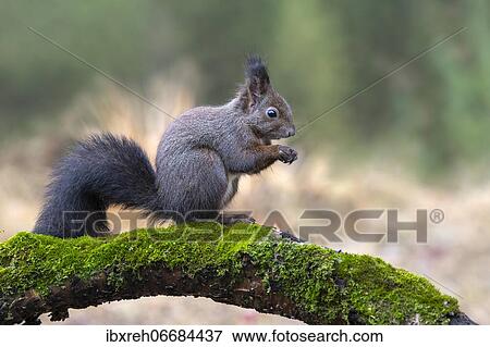 Squirrel (Sciurus vulgaris), sitting on a branch, Terfens, Tyrol, Austria, Europe View Large Photo Image Stock Photo - Squirrel (Sciurus vulgaris), sitting on a branch, Terfens, Tyrol, Austria, Europe. Fotosearch