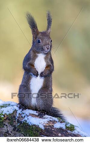 Stock Photo - Squirrel (Sciurus vulgaris), sitting on a branch, Terfens, Tyrol, Austria, Europe. Fotosearch