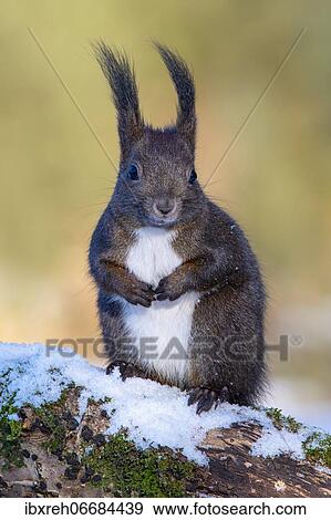 Squirrel (Sciurus vulgaris), sitting on a branch, Terfens, Tyrol, Austria, Europe View Large Photo Image Stock Photo - Squirrel (Sciurus vulgaris), sitting on a branch, Terfens, Tyrol, Austria, Europe. Fotosearch